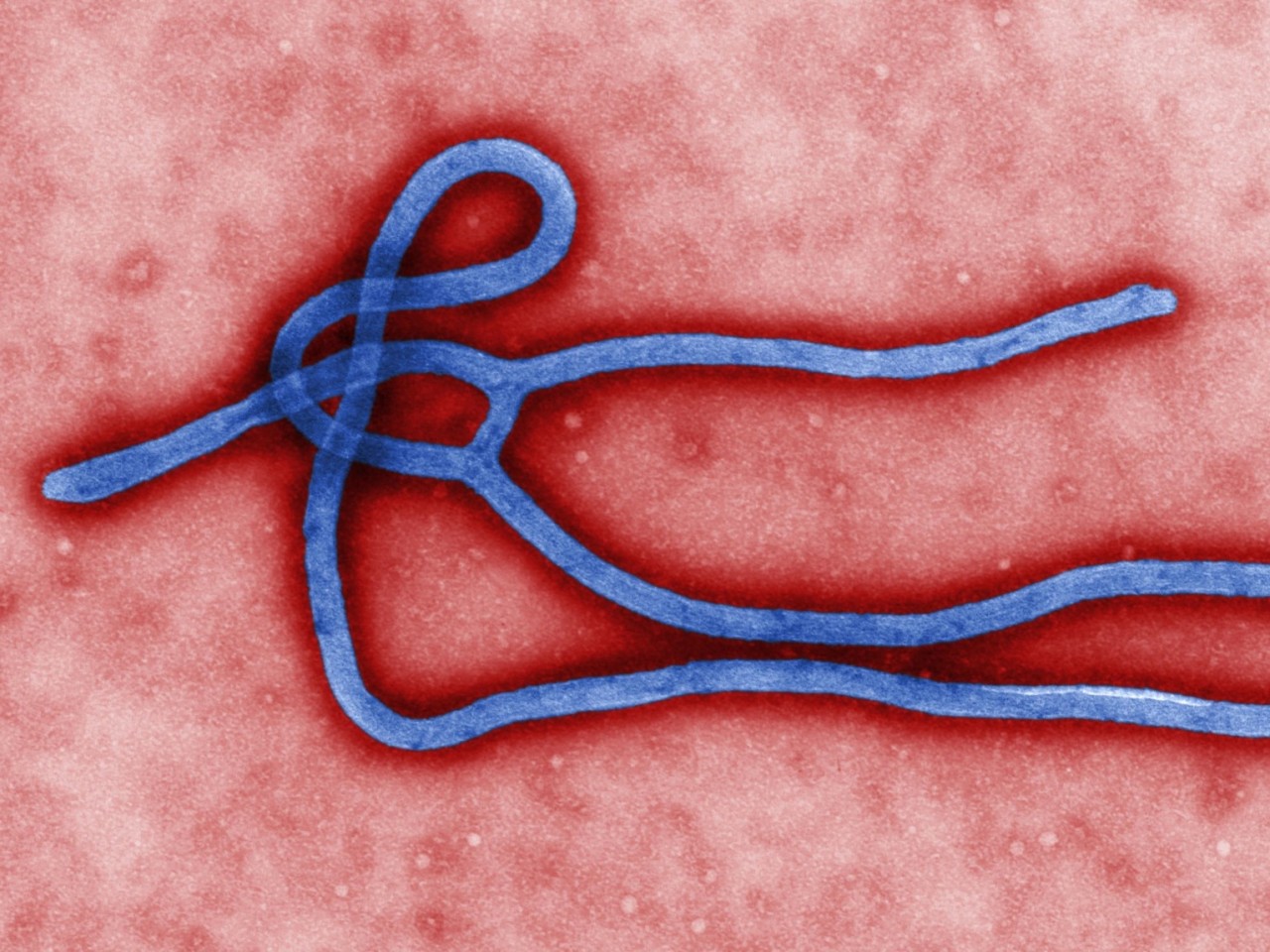 ebola-1280x960